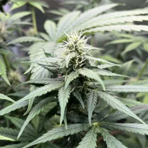 Close-up of Killer weed strain with dense bud formation and healthy green foliage, displaying optimal indoor growth.