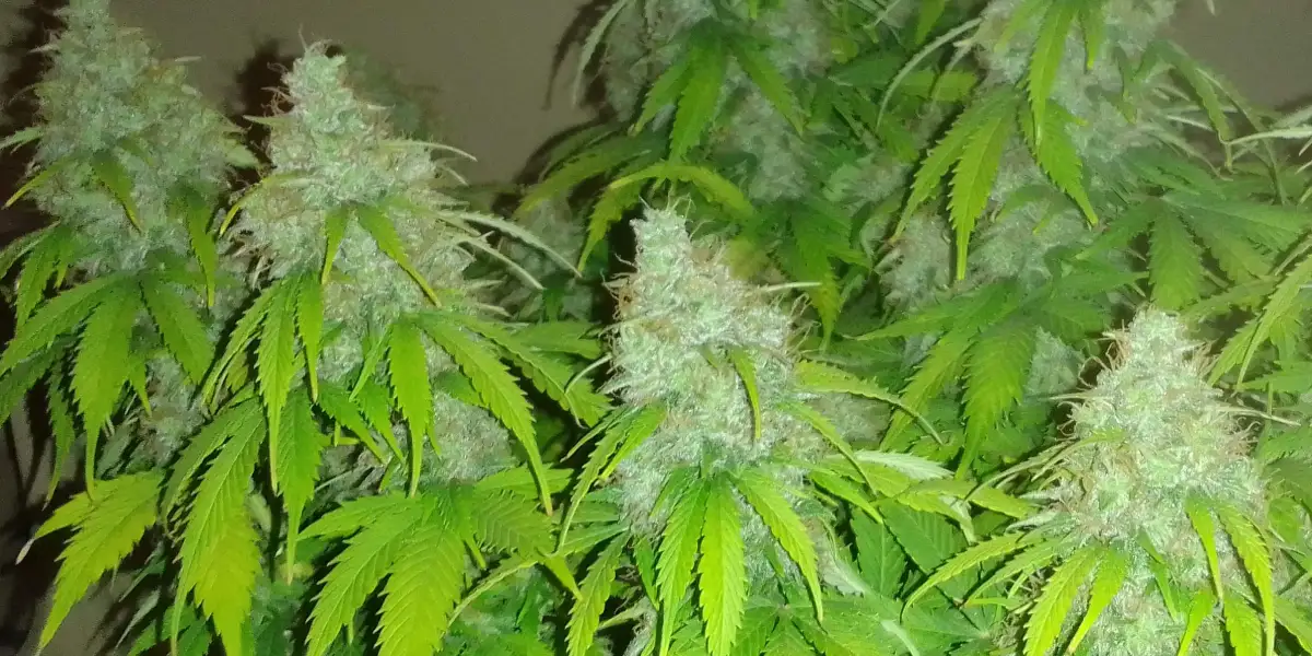 Multiple Afghan Kush Regular plants with dense, frosty buds and broad leaves, showcasing their vibrant foliage and maturity in an indoor setup.
