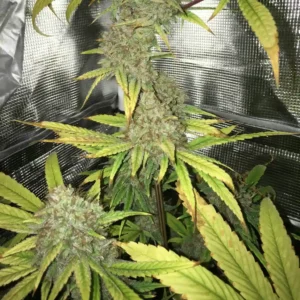 Lamb's Bread strain growing in an indoor setup, featuring thick buds and yellowing leaves under reflective tent material.