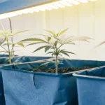 Hyper-realistic scene: rows of young cannabis seedlings in blue grow bags under bright light, in an indoor cultivation room.
