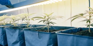 Hyper-realistic scene: rows of young cannabis seedlings in blue grow bags under bright light, in an indoor cultivation room.