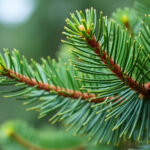 Close-up of fresh pine needles, illustrating the natural source of the pine terpene, pinene.