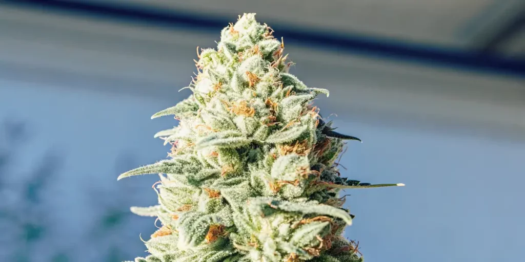 Tall cannabis bud with resinous trichomes and vibrant green leaves, set against a clear sky background.