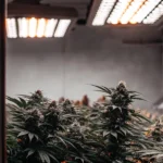 Hyper-realistic cannabis cultivation scene: rows of lush plants with prominent buds under warm overhead grow lights, with reflections on walls.