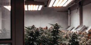 Hyper-realistic cannabis cultivation scene: rows of lush plants with prominent buds under warm overhead grow lights, with reflections on walls.