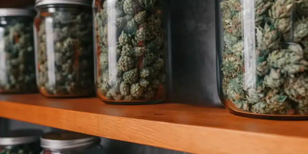 Glass jars filled with cannabis buds on a wooden shelf for curing