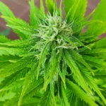 The Ratio CBD 1:30 cannabis strain showcasing its vibrant green leaves and early bud formation.