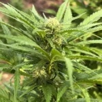 How to Grow Critical Kush Weed Strain