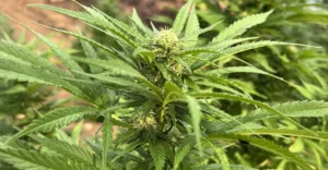 How to Grow Critical Kush Weed Strain