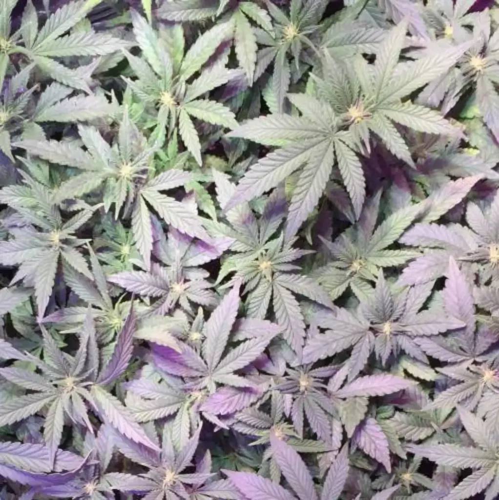 Dense canopy of Girl Scout Cookies CBD plants with broad, vibrant leaves, showcasing healthy growth under indoor lighting.