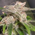 Sugar CBD Strain with frosty trichomes and orange pistils, showing dense, resinous buds under soft lighting.