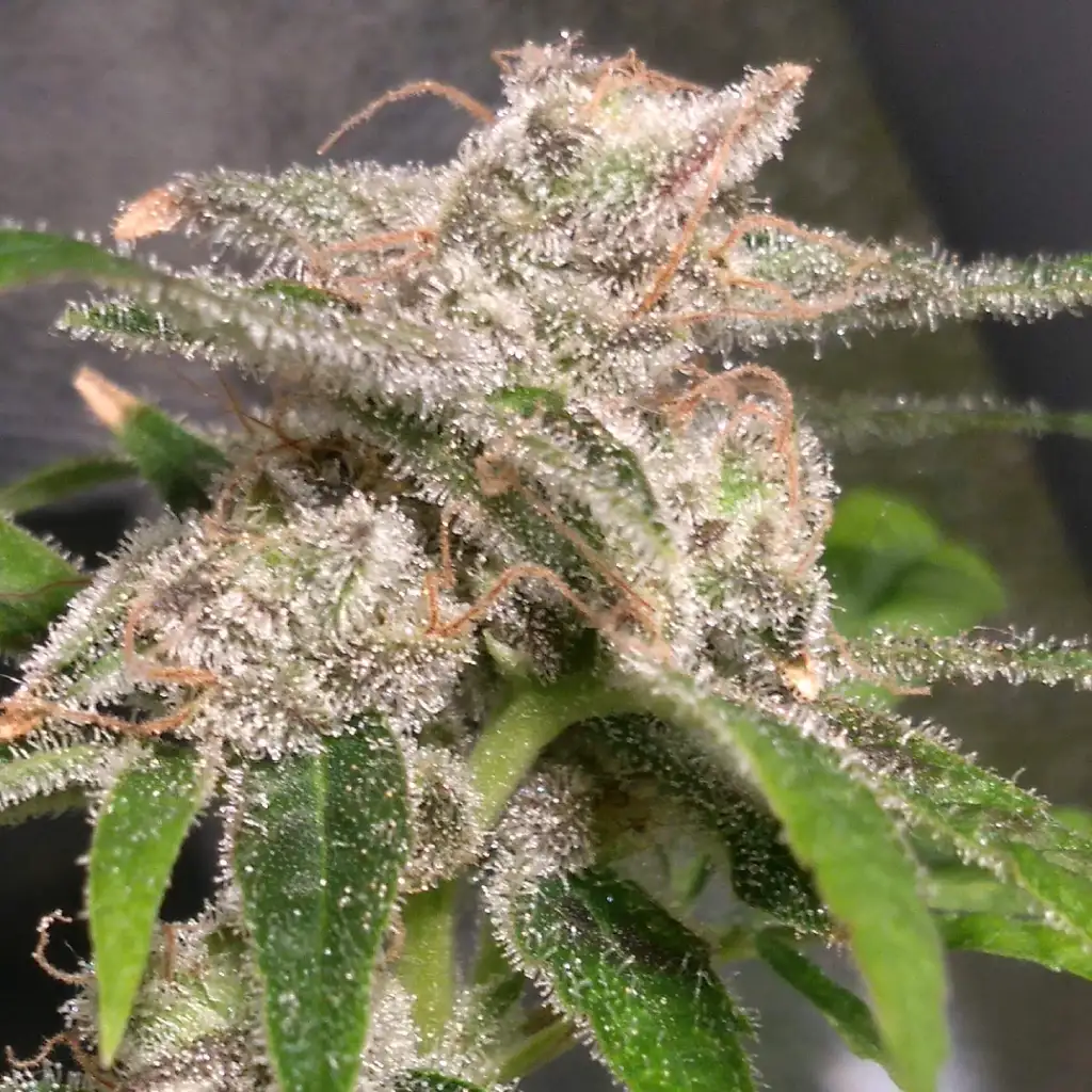 Sugar CBD Strain with frosty trichomes and orange pistils, showing dense, resinous buds under soft lighting.