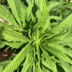 Bruce Banner Regular: Healthy cannabis plant with vibrant green leaves spreading outward, showing early signs of bud formation under natural sunlight.