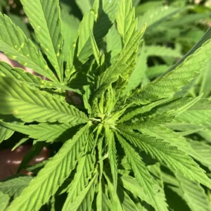 Bruce Banner Regular: Healthy cannabis plant with vibrant green leaves spreading outward, showing early signs of bud formation under natural sunlight.