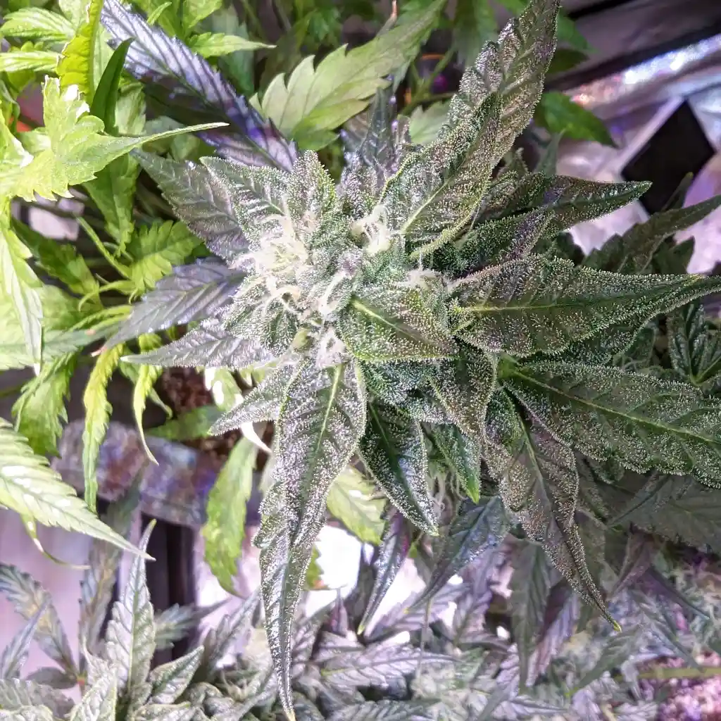 Close-up of Cake Batter weed strain, showcasing its dense trichome coverage and frosty appearance, highlighting its potency and quality.