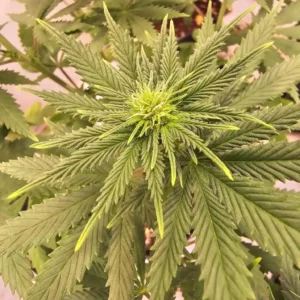 Close-up of a vibrant cannabis plant with dense leaves and budding tips, showcasing the growth of Fire Alien Strawberry x Miracle Alien Cookies Rillaz F1.