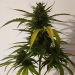 Red Super Skunk strain plant with dense buds and yellowing leaves, growing against a plain background.