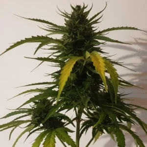Red Super Skunk strain plant with dense buds and yellowing leaves, growing against a plain background.