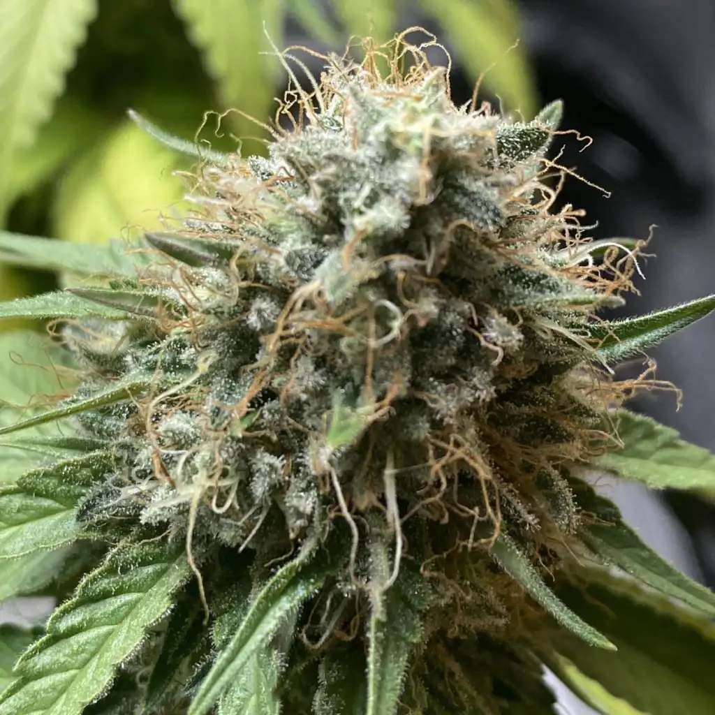 Close-up of a Runtz weed bud with dense trichomes and orange pistils, showcasing its frosty and resinous appearance.