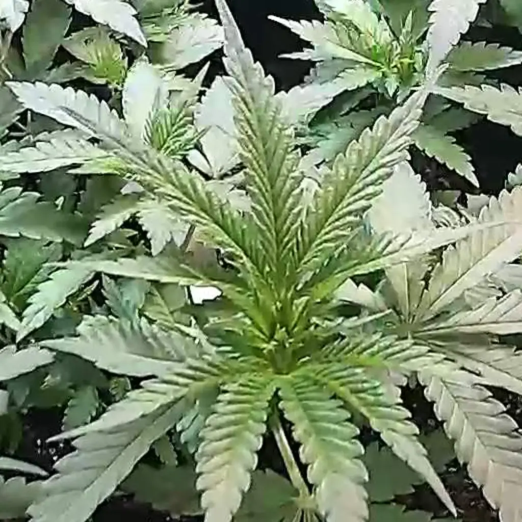 Top view of a young Cement Shoes weed plant with broad green leaves, growing in an indoor setup.