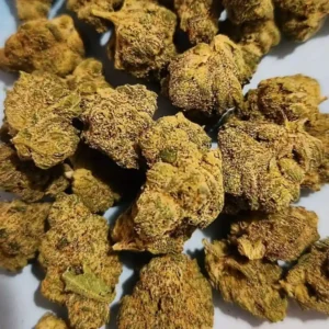 Close-up of Ghost Train Haze x Pellezino strain buds, showcasing their dense, frosty structure and rich, golden hues.