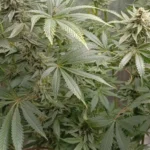 Ice Cream Cake marijuana strain with dense buds and frosty trichomes, showcasing vibrant green leaves covered in resin.