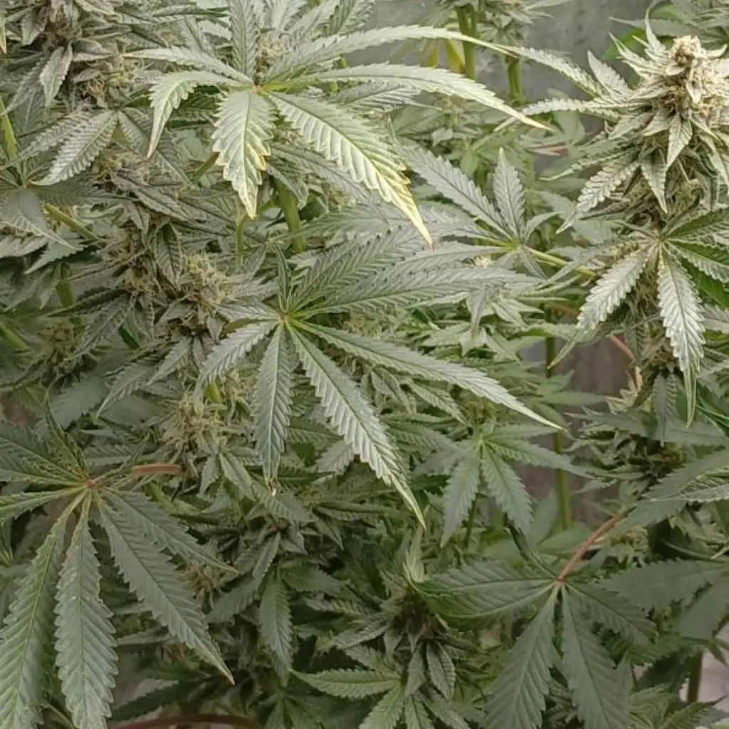 Ice Cream Cake marijuana strain with dense buds and frosty trichomes, showcasing vibrant green leaves covered in resin.