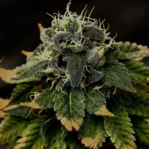 Orange Cookie Strain: Close-up of a cannabis bud covered in trichomes with dark green leaves, showing hints of orange pistils.