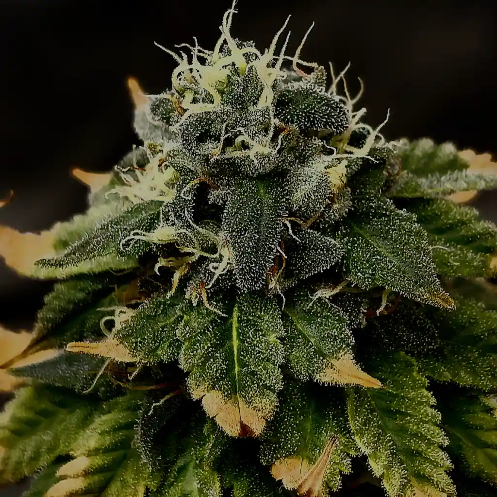 Orange Cookie Strain: Close-up of a cannabis bud covered in trichomes with dark green leaves, showing hints of orange pistils.