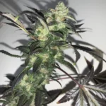 Close-up of Pineapple Chunks strain with dense buds and frosty trichomes.