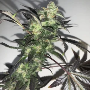 Close-up of Pineapple Chunks strain with dense buds and frosty trichomes.