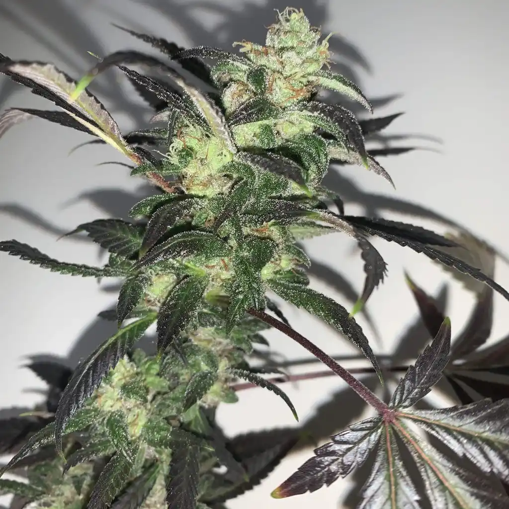 Close-up of Pineapple Chunks strain with dense buds and frosty trichomes.