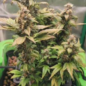Quarter Pounder Autoflower cannabis plant with dense buds and vibrant green leaves in an indoor grow setup.