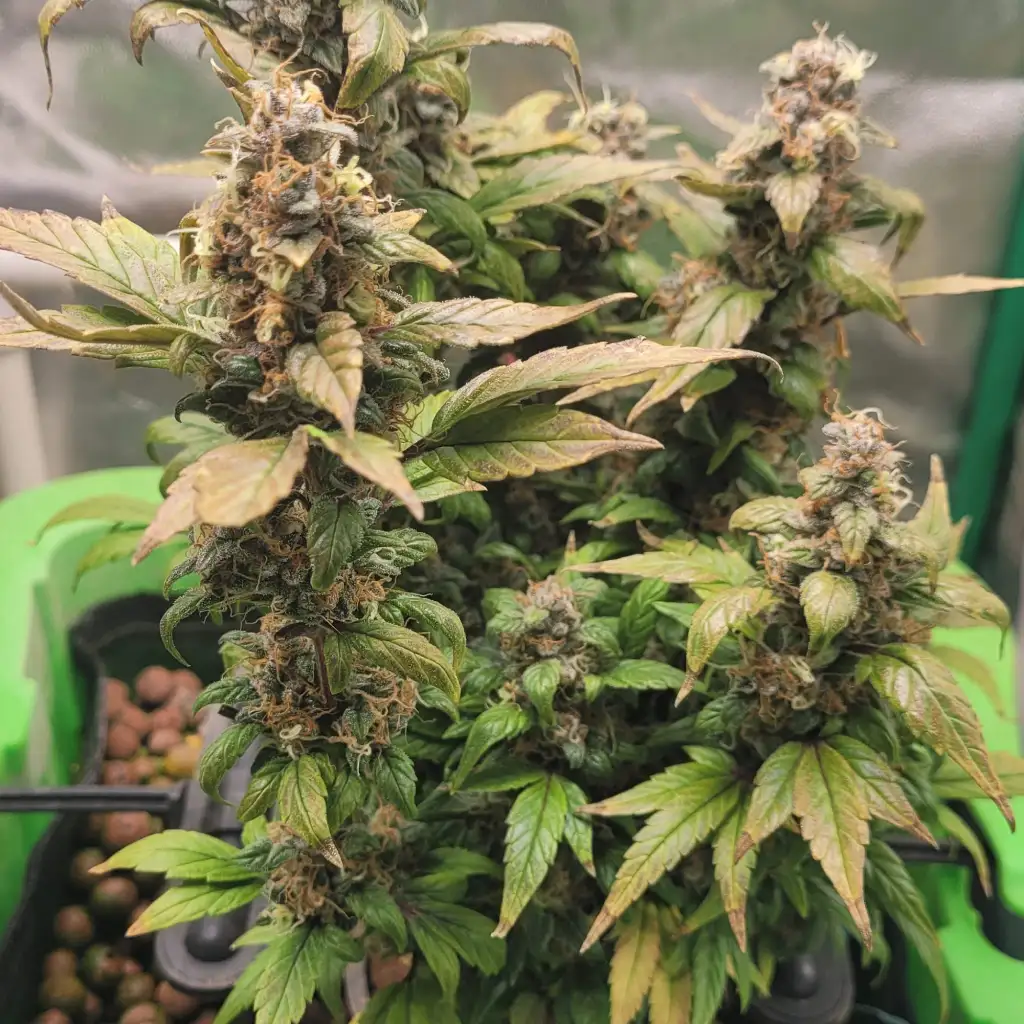 Quarter Pounder Autoflower cannabis plant with dense buds and vibrant green leaves in an indoor grow setup.