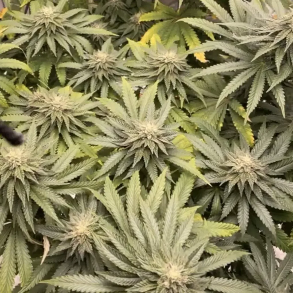 Cookies x Berry Autoflower: Dense cannabis buds surrounded by green leaves, showcasing frosty trichomes and healthy growth in an indoor setting.