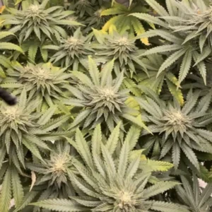 Cookies x Berry Autoflower: Dense cannabis buds surrounded by green leaves, showcasing frosty trichomes and healthy growth in an indoor setting.