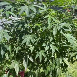 Gorilla Fire: Outdoor cannabis plant with lush green leaves, growing in a pot and thriving under direct sunlight.