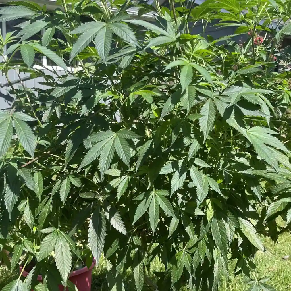 Gorilla Fire: Outdoor cannabis plant with lush green leaves, growing in a pot and thriving under direct sunlight.