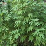 Blue Grape Fuel Weed Strain: Healthy cannabis plants with broad green leaves growing outdoors, showcasing early stages of development.