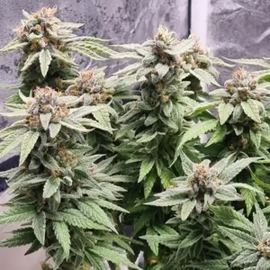 Mint Chocolate Strain cannabis plants with frosty trichomes and dense buds, showing green leaves in an indoor grow setup.