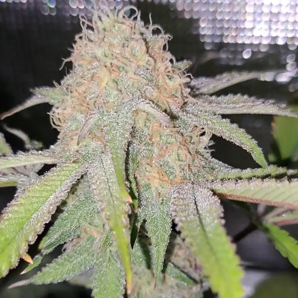 Mature Bubba strain bud covered in frosty trichomes and orange pistils, highlighting the quality of the Best Bubba Strain.