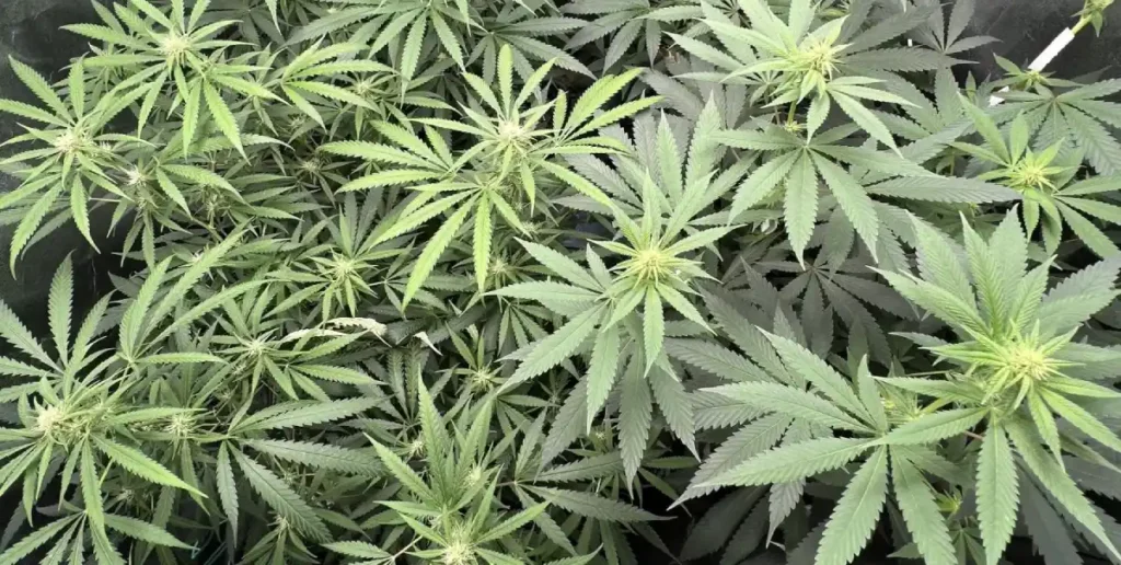 Top view of healthy Bubba strain plants with lush green leaves, showcasing vigorous growth typical of the Best Bubba Strain.