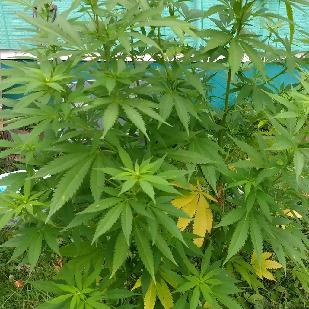 HB Autoflower cannabis plant outdoors with green leaves and some yellowing foliage, showcasing natural growth.