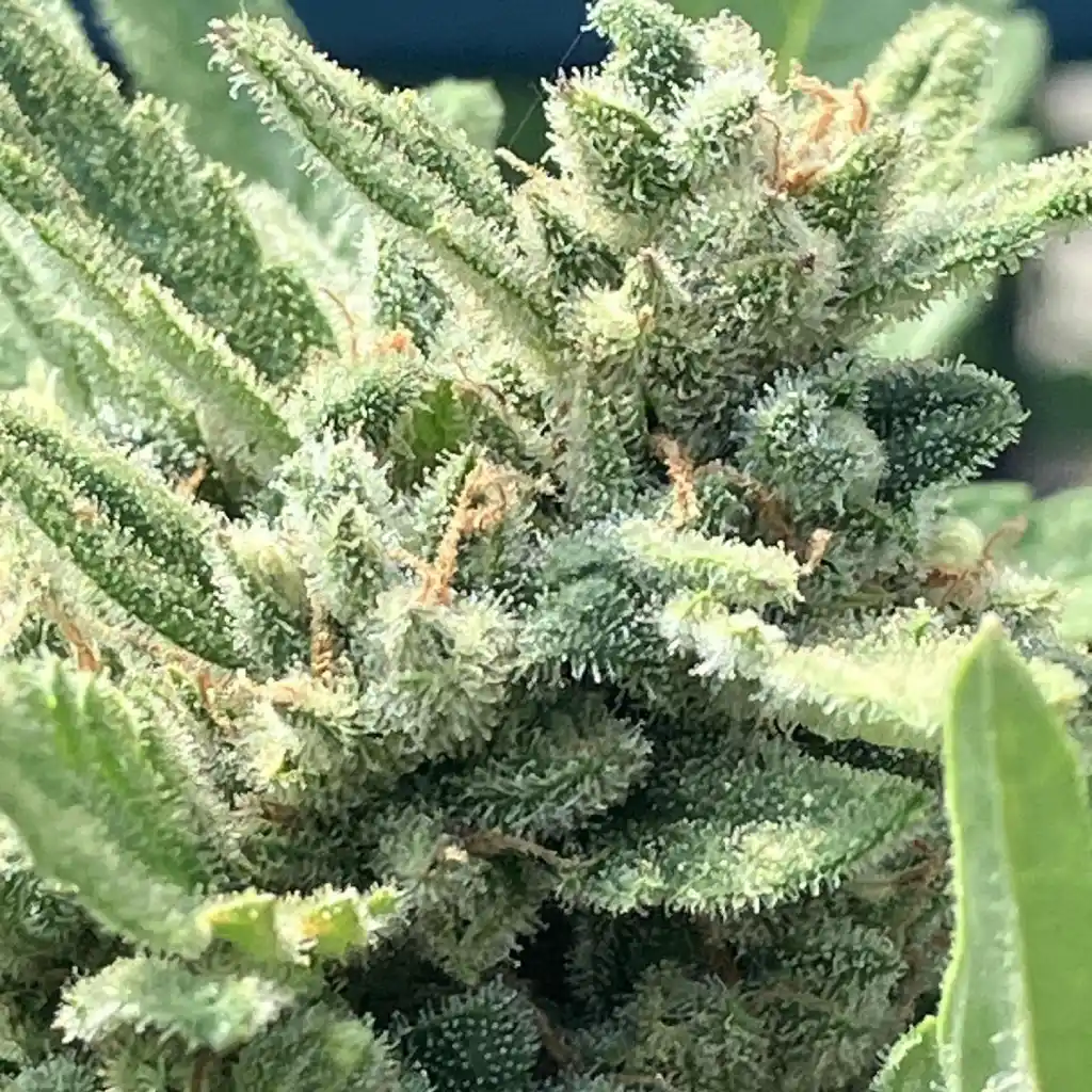 Northern Lights Auto F1 cannabis buds covered in trichomes.