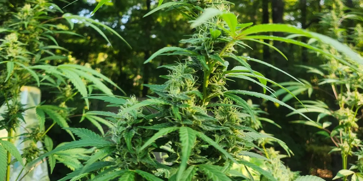 HB Autoflower plant with dense buds and elongated leaves in a sunny outdoor setting.