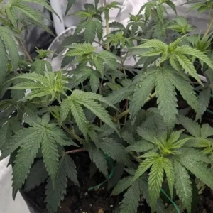 OG Kush Strain Fast Version with vibrant green leaves in early vegetative stage.