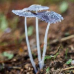 Three delicate mushrooms growing in the wild, representing natural psilocybin sources and sparking curiosity about how long for shrooms to kick in.