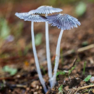 Three delicate mushrooms growing in the wild, representing natural psilocybin sources and sparking curiosity about how long for shrooms to kick in.