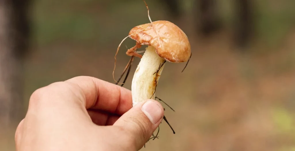 Person holding a freshly picked mushroom, illustrating the natural form of psilocybin and prompting the question of how long for shrooms to kick in.