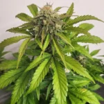 Jack Horror Weed Strain plant with dense green leaves and a prominent bud, showcasing healthy growth and vibrant foliage.